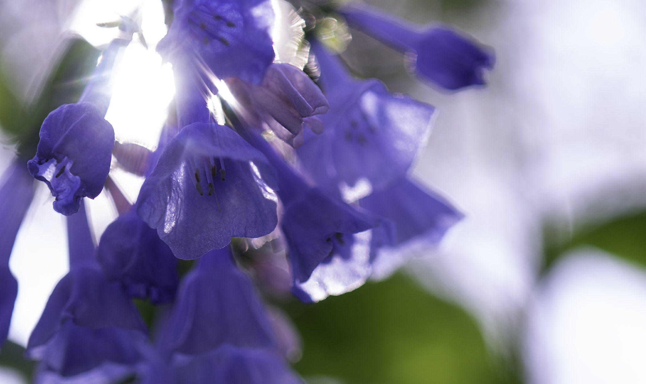 Jill Kaman - Sundrenched