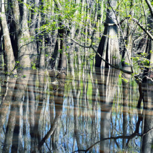 Danielle Fiali - Cypress