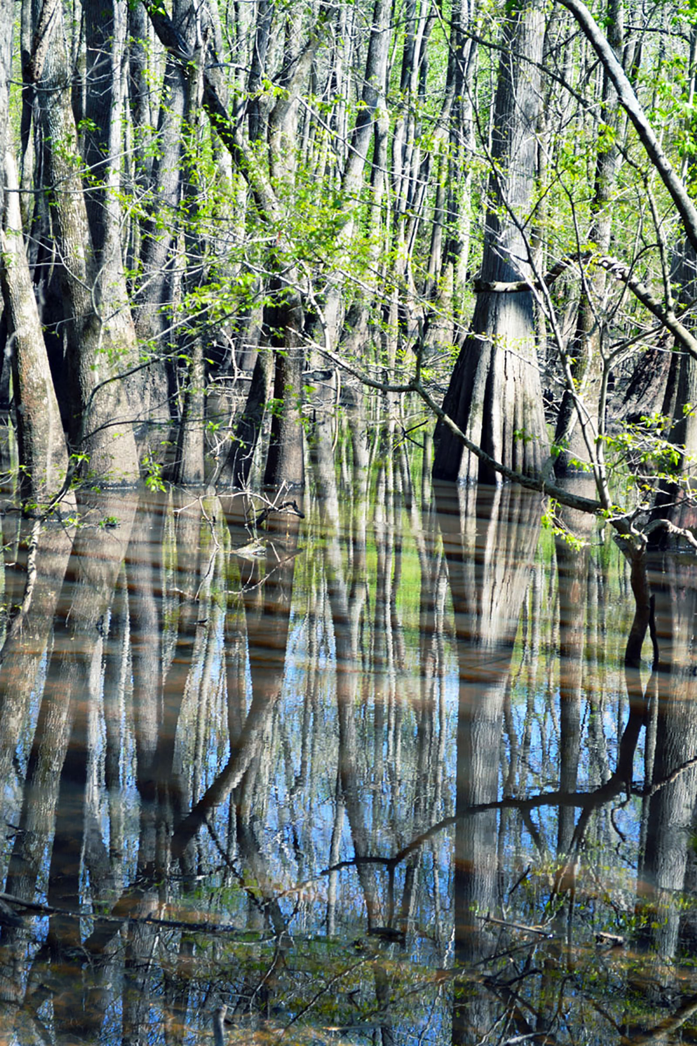 Danielle Fiali - Cypress