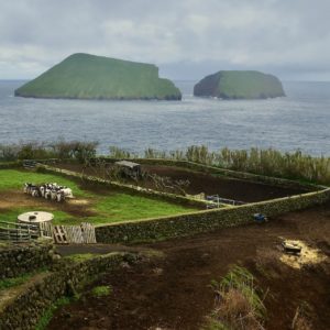 Al Castellanos - Coastal Cows