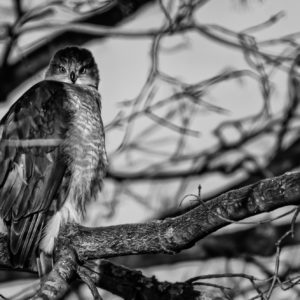 Rick Miller - Morning Hawkeye