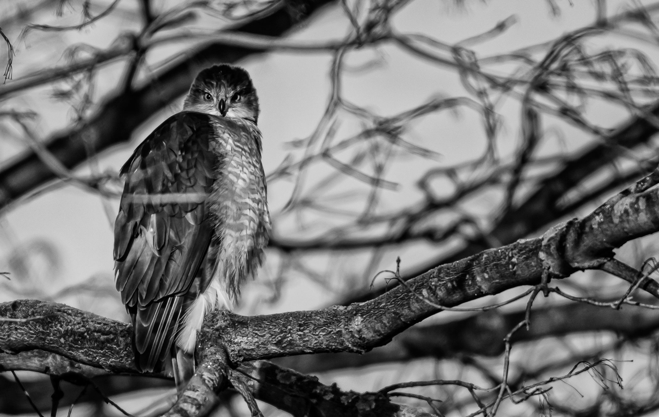 Rick Miller - Morning Hawkeye