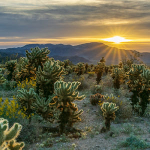 Mark Peschke - Cactus Garden