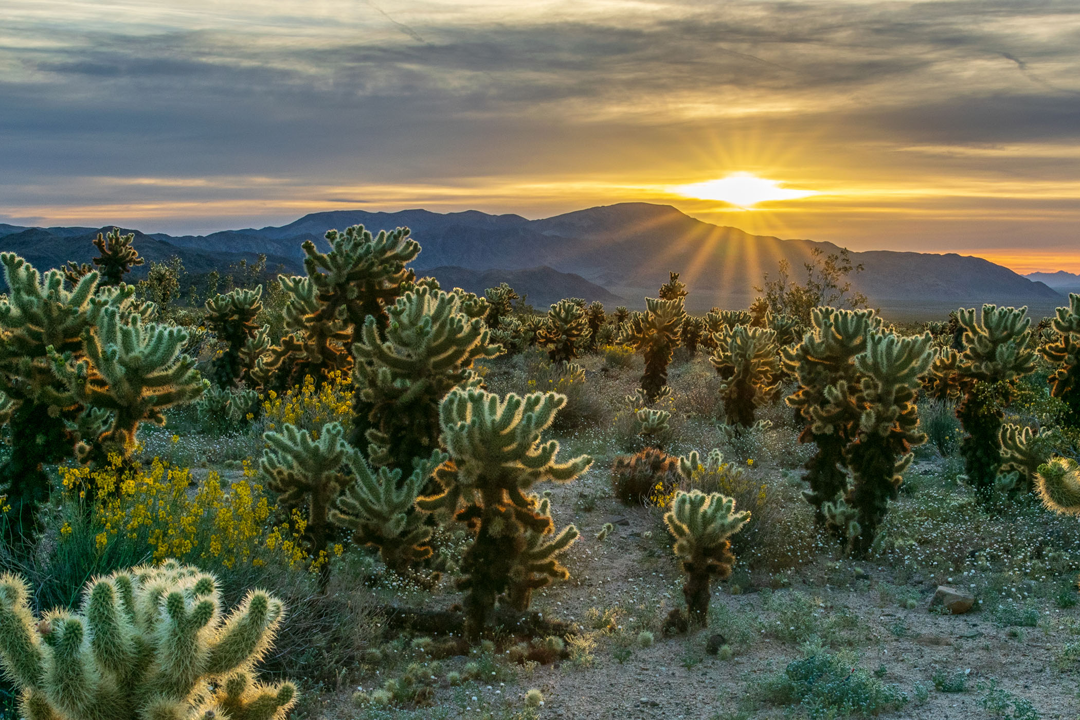 Mark Peschke - Cactus Garden