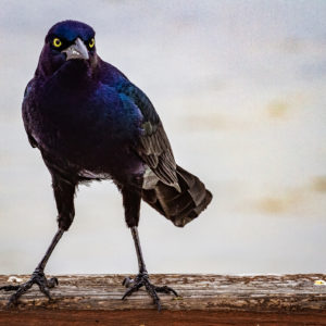 Kelsey Adams - Mean Mug