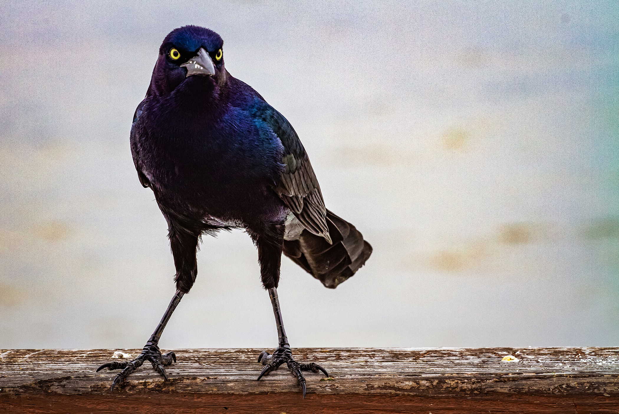 Kelsey Adams - Mean Mug