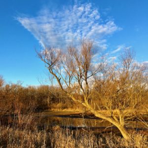 Marlene Frisbie - And the Tree's Head Exploded