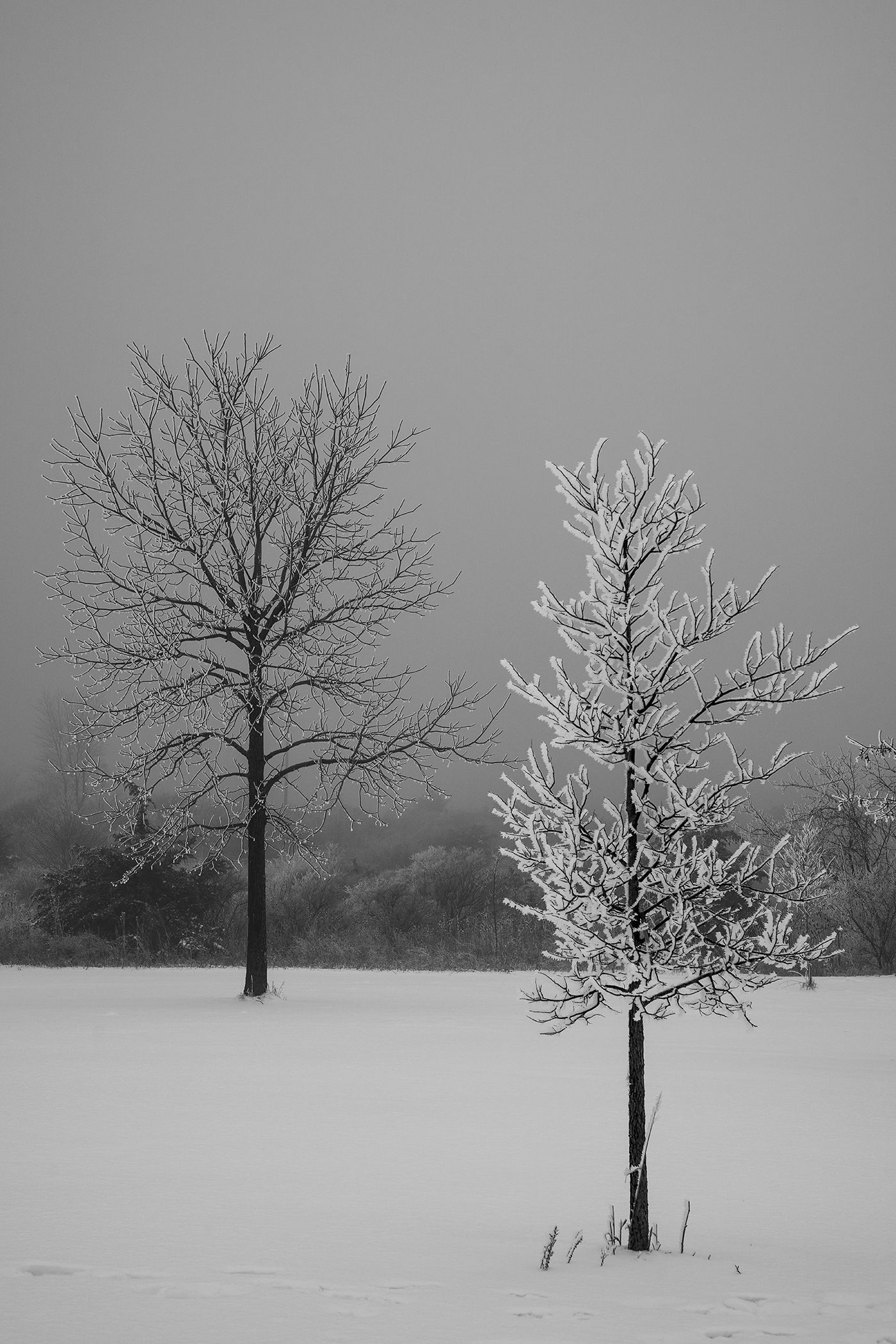 Hannah Johnson - Two Trees