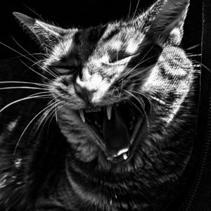 Dylan Doherty - A Nap Disturbed