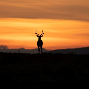 Marianne Eshleman - On Top of the World