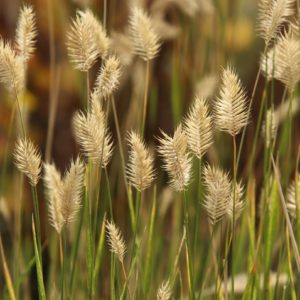 Marianne Eshleman - Wheat
