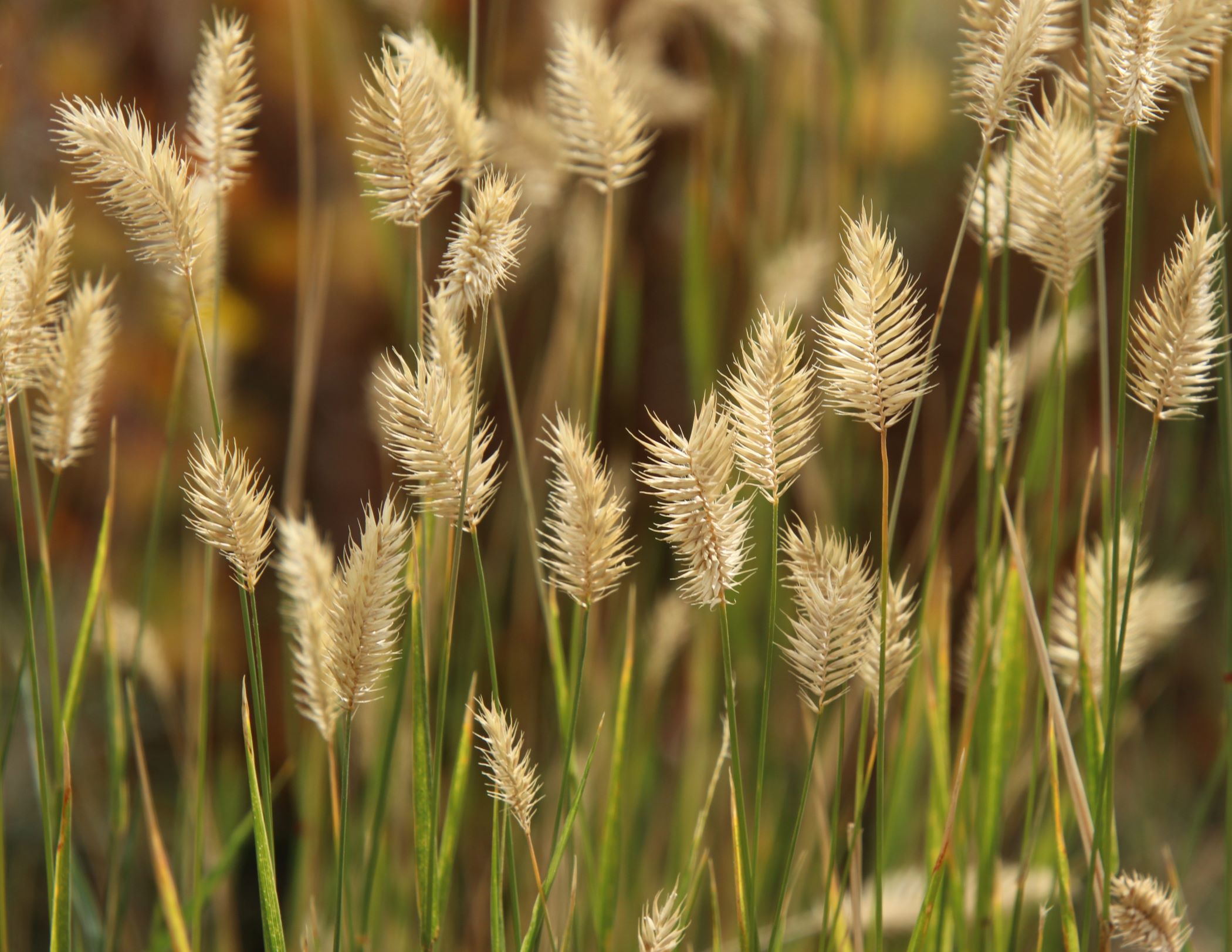 Marianne Eshleman - Wheat