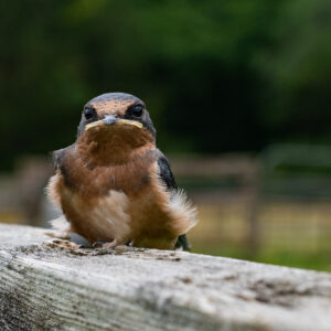 Margie Bjorkman - Learning to Fly