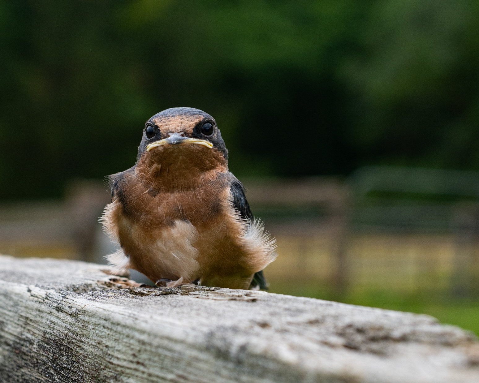 Margie Bjorkman - Learning to Fly