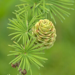 Tiffany Whisler - A Rose by Any Other Name