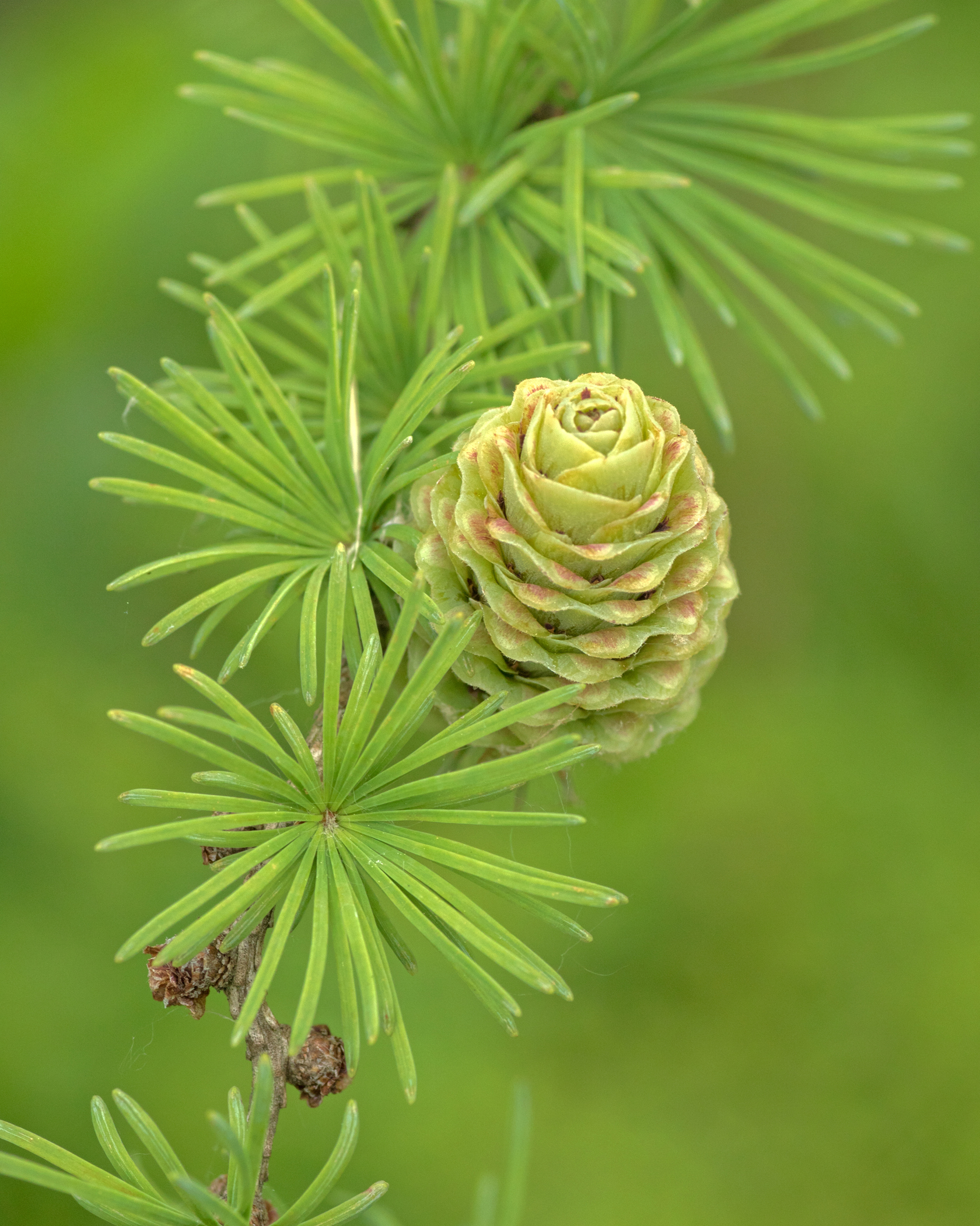 Tiffany Whisler - A Rose by Any Other Name