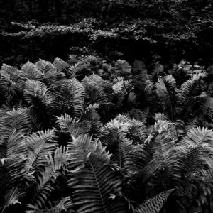 Nicole Wailly - Ferns