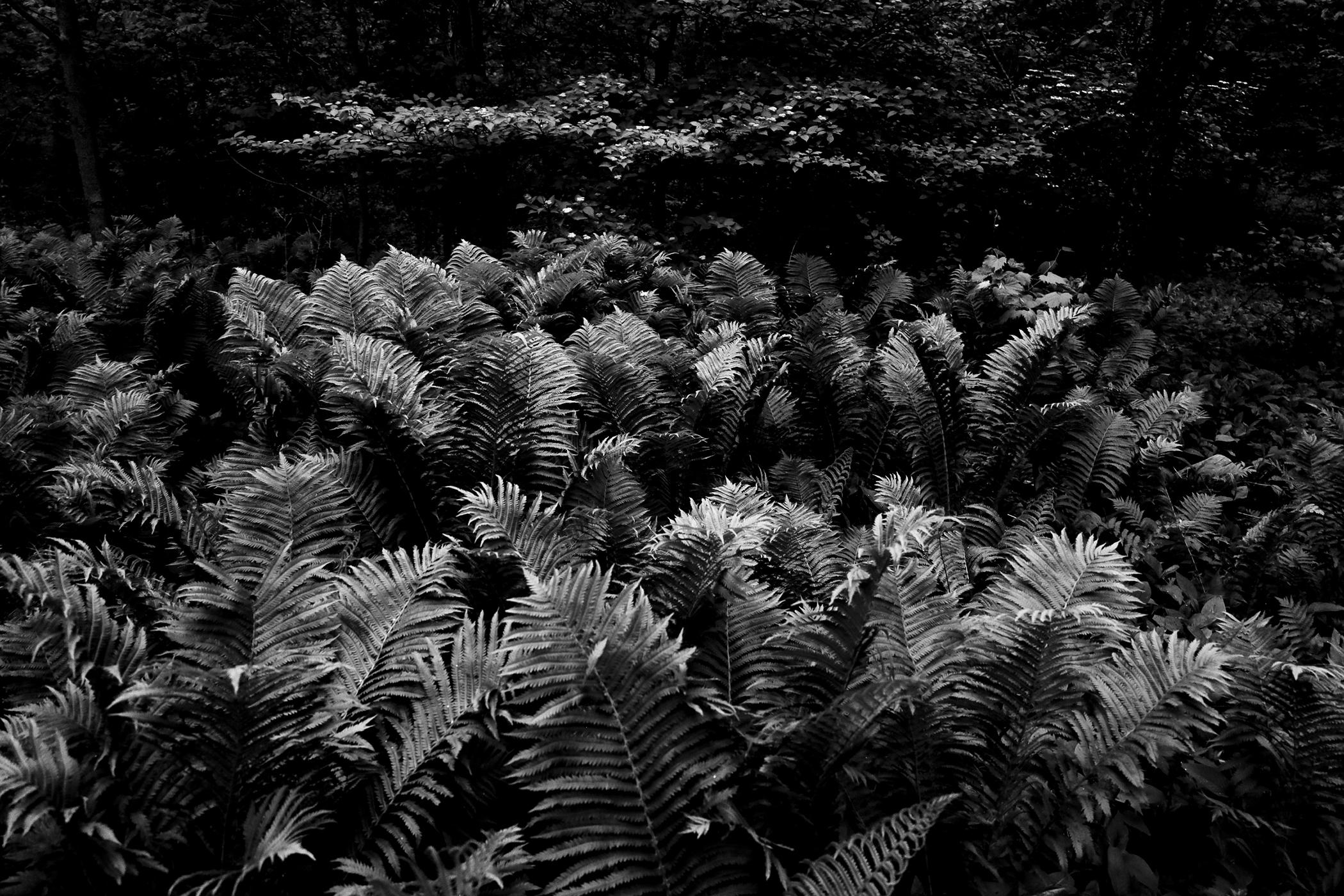 Nicole Wailly - Ferns