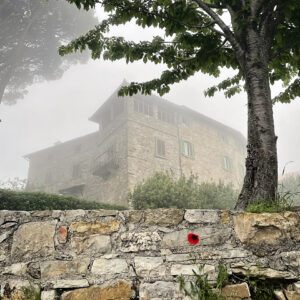 Pat Pfaller - Italian Poppy