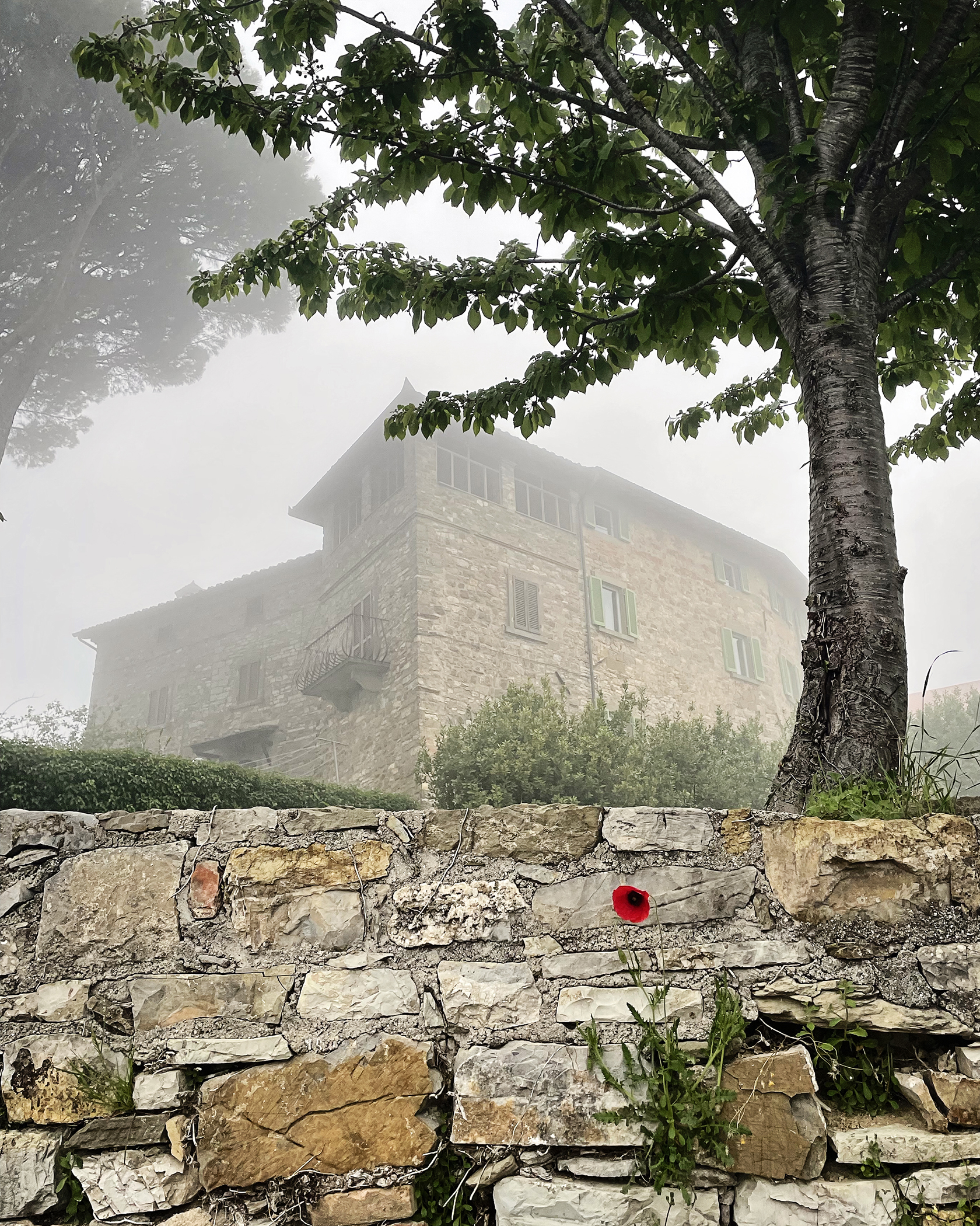 Pat Pfaller - Italian Poppy