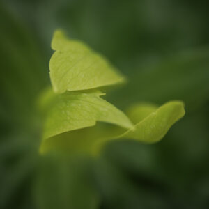 Kim Suedbeck - Trillium