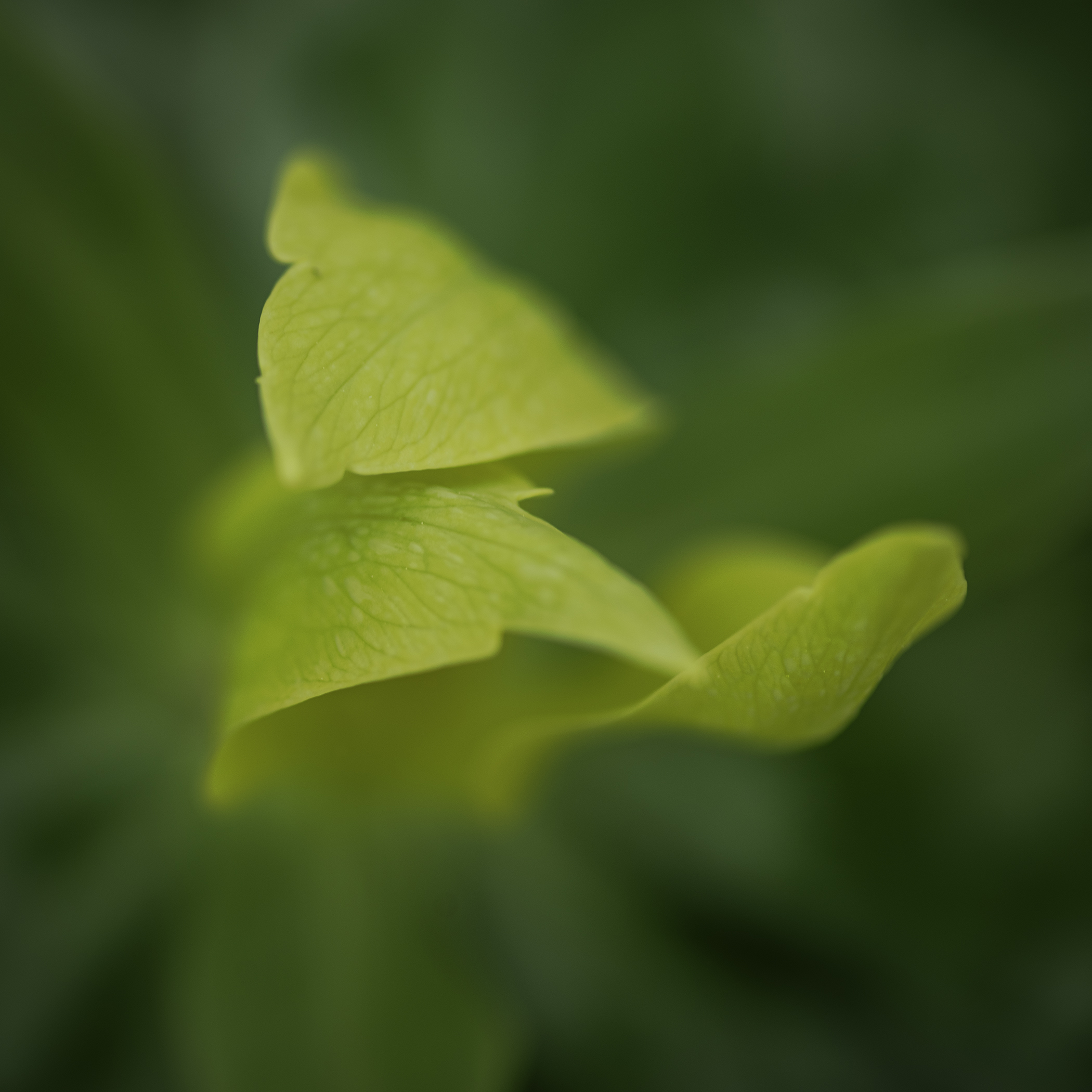 Kim Suedbeck - Trillium