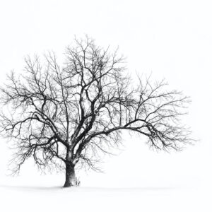 Steve Toole - February 14