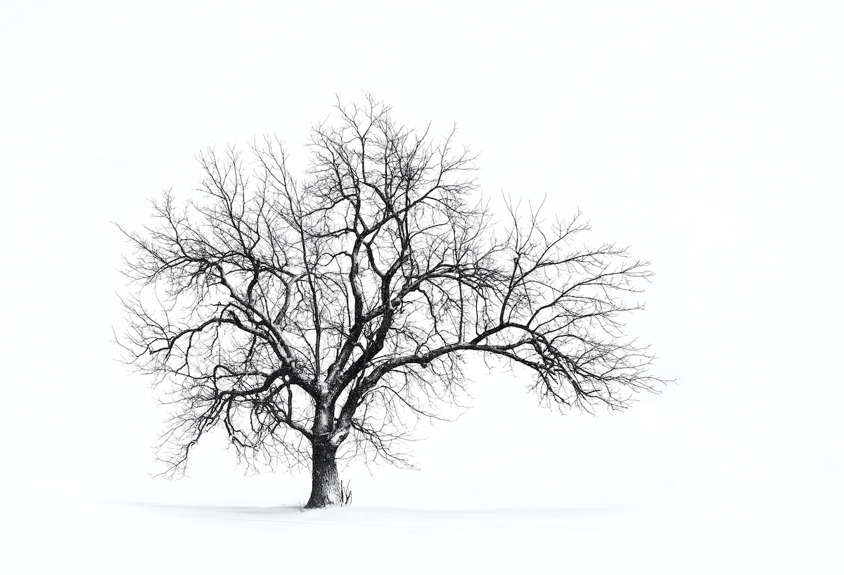 Steve Toole - February 14