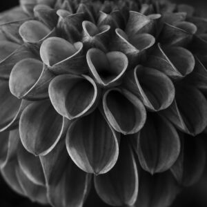 Patty Bell - Wonders Great & Small