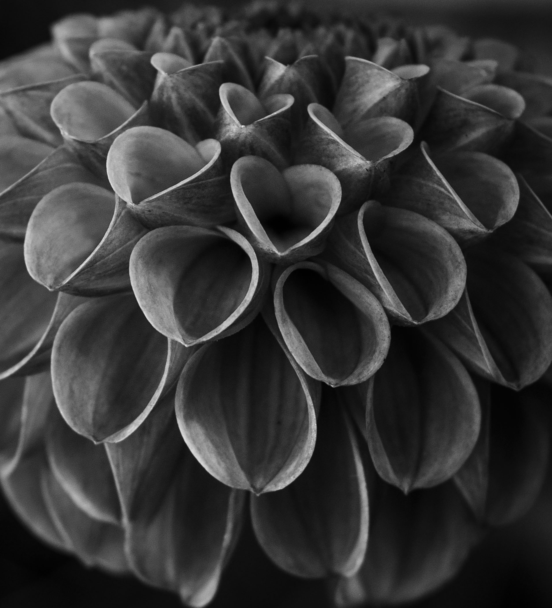 Patty Bell - Wonders Great & Small