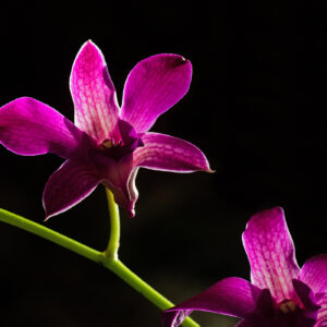 Tiffany Whisler - Rim Light