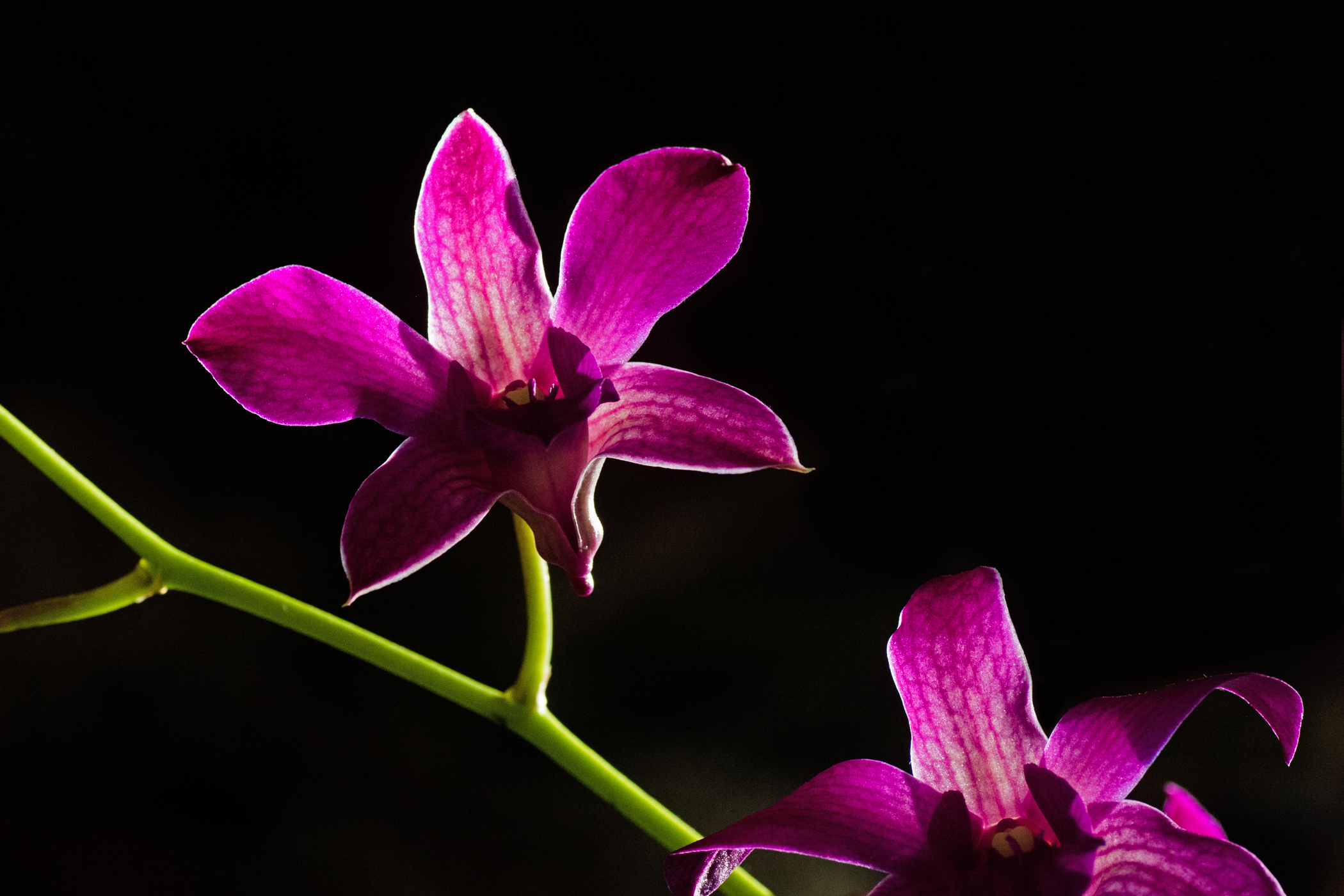 Tiffany Whisler - Rim Light