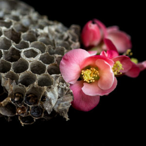 Kirsten Barry - Apple Blossoms