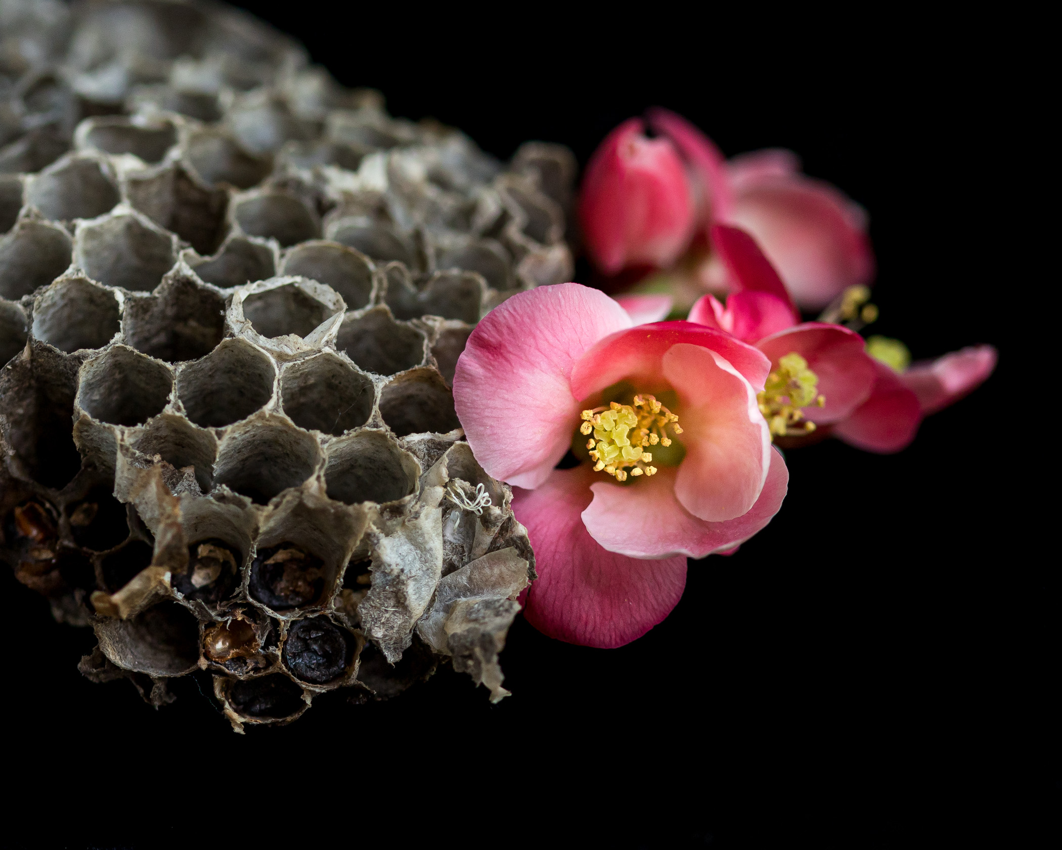 Kirsten Barry - Apple Blossoms