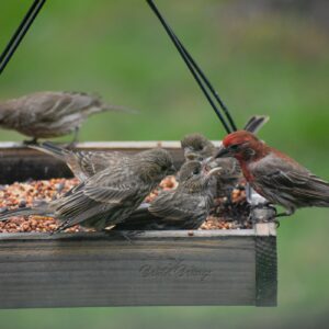 Sarah Fortner - A Family of Finches