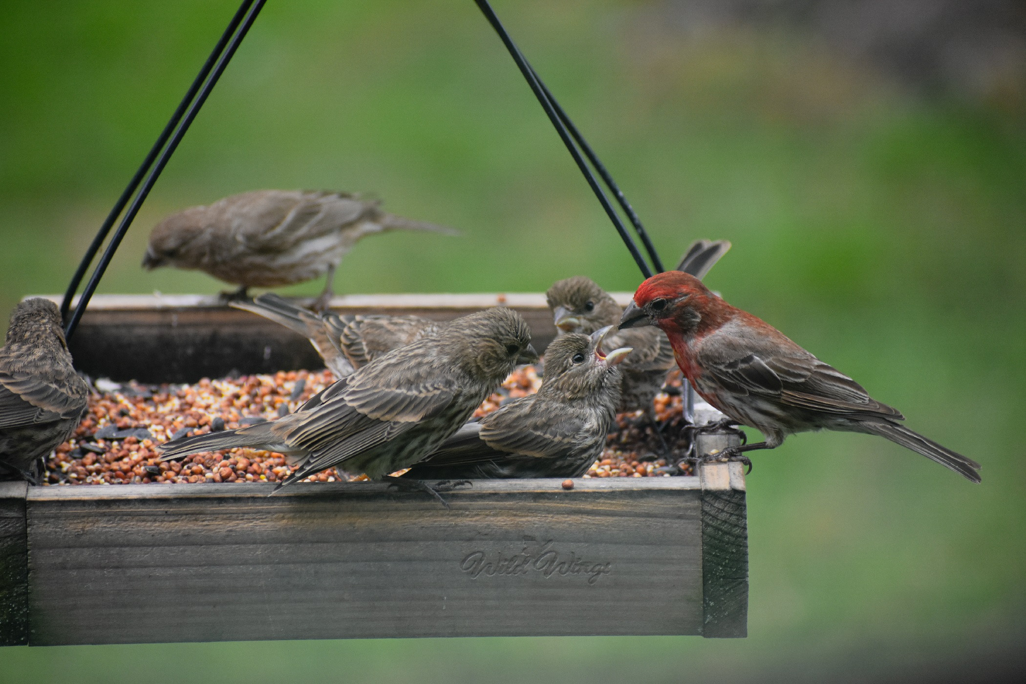 Sarah Fortner - A Family of Finches
