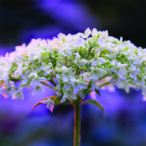 Jill Kaman - Hydrangea