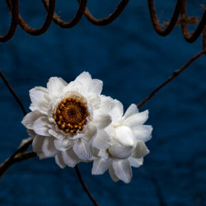 Kirsten Barry - Small Miracles