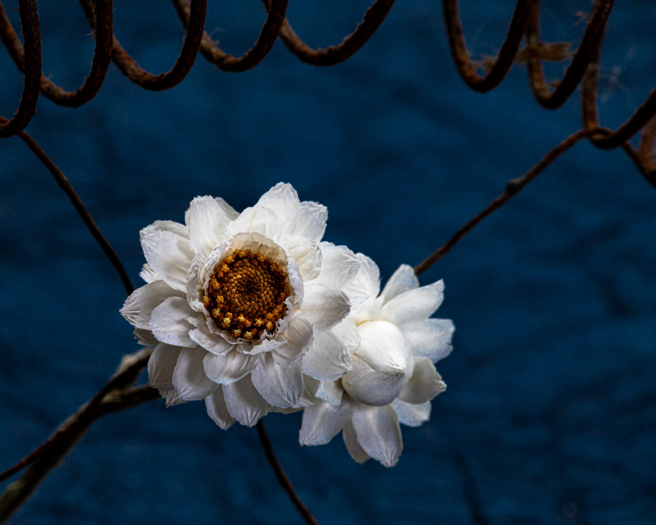 Kirsten Barry - Small Miracles