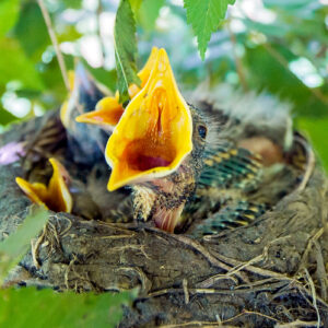 Ron McKinney - Hungry Robin