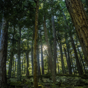 Patty Bell - Back to Center