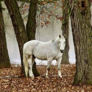 Nancy Brejc - Out of the Mist