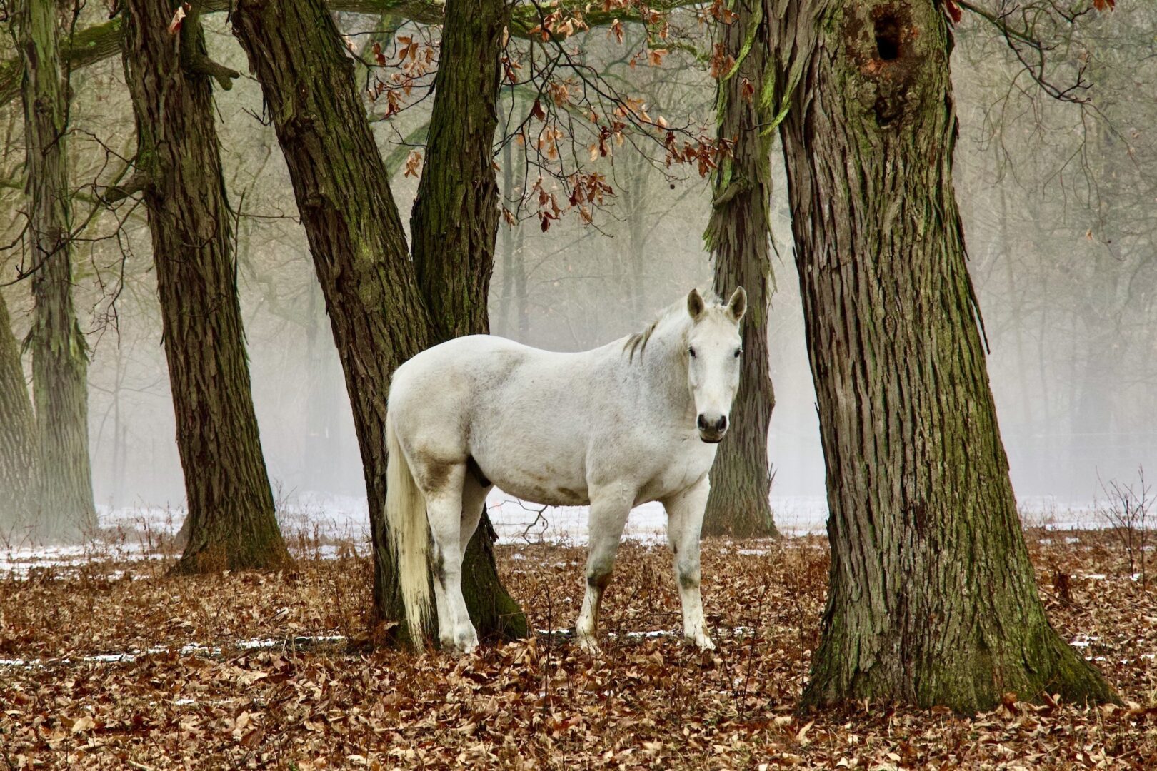 Nancy Brejc - Out of the Mist