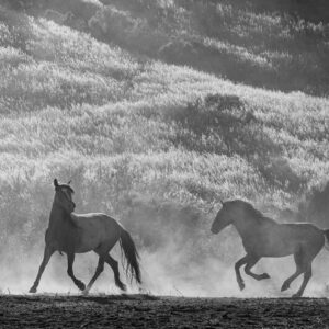 Margie Bjorkman - Brislawn Band Mustangs: Follow Me