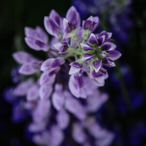 Kim Suedbeck - Lupine