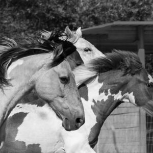 Margie Bjorkman - Choctaw Band Mustangs