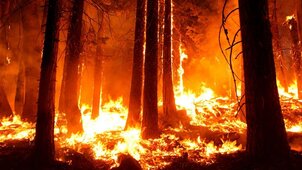 Rendkívüli állapotot hirdettek, borzalmas erdőtüzek pusztítanak Oroszországban