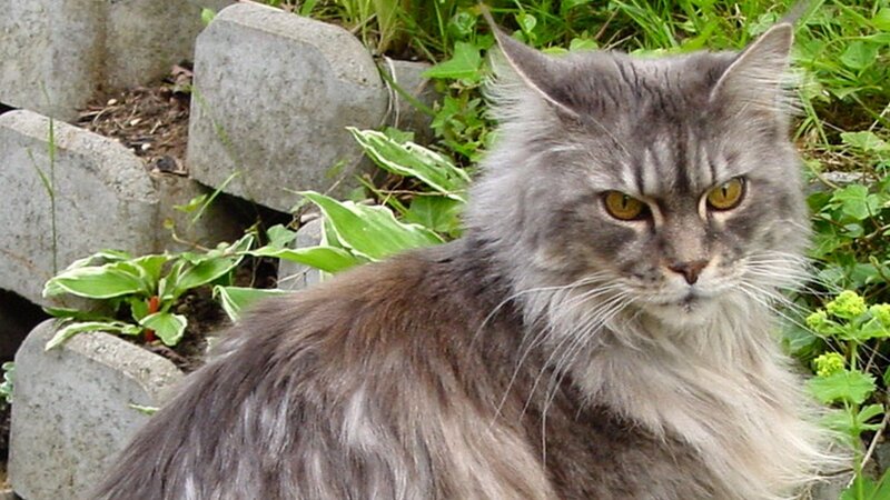 Maine Coon