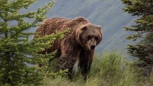Két túrázóra támadt a medve, mentőhelikopterrel vitték őket kórházba