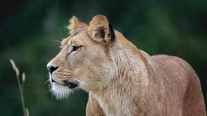Bemászott az oroszlánokhoz egy férfi az állatkertben, azonnal széttépték
